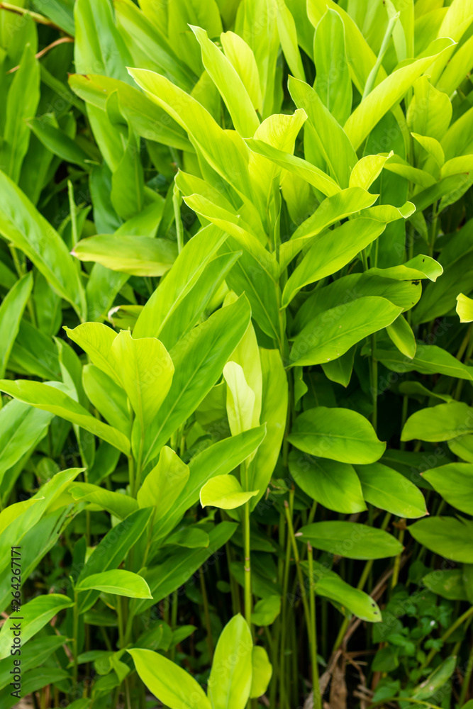 Galangal Sapling many trees Have both leaves White, light green, dark green  are plant in the ginger family,is an herb used in cooking,especially in Indonesian and Thai cuisines.