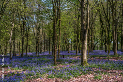 Fototapeta Naklejka Na Ścianę i Meble -  Spring bluebells in the  forest.