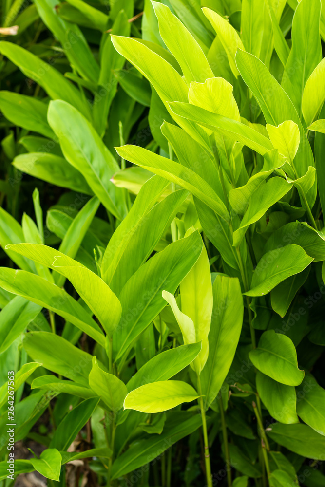 Obraz premium Galangal Sapling many trees Have both leaves White, light green, dark green are plant in the ginger family,is an herb used in cooking,especially in Indonesian and Thai cuisines.