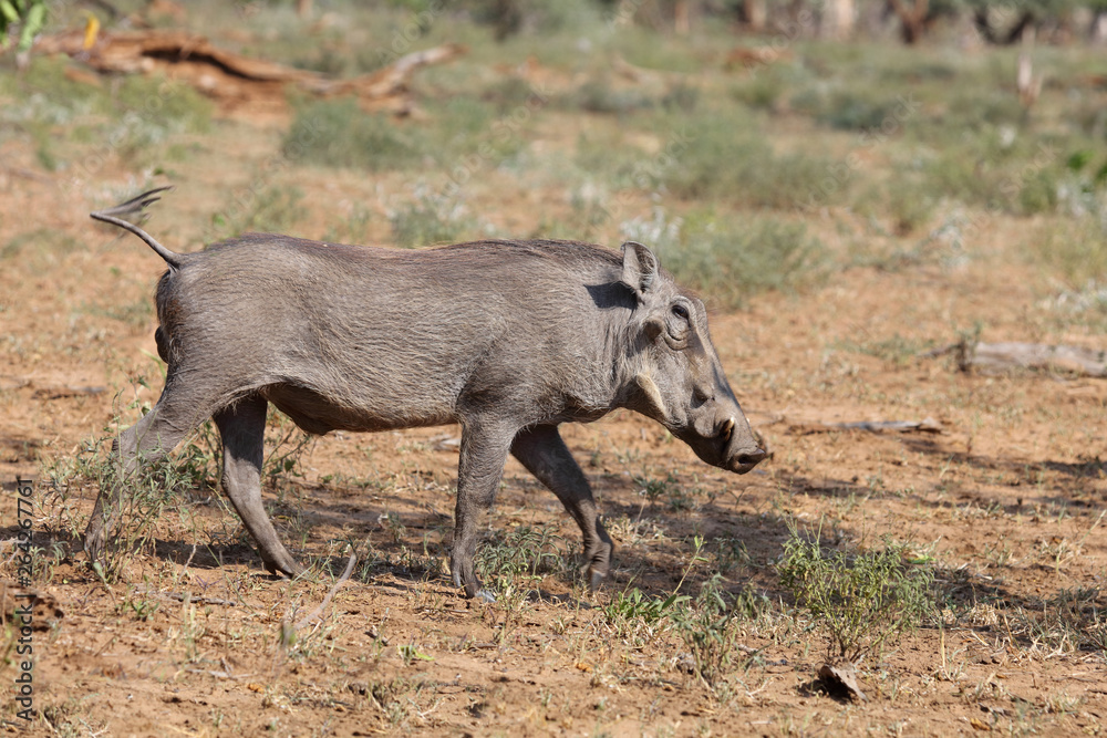 Warzenschwein / Warthog / Phacochoerus africanus Warzenschwein / Warthog / Phacochoerus africanus