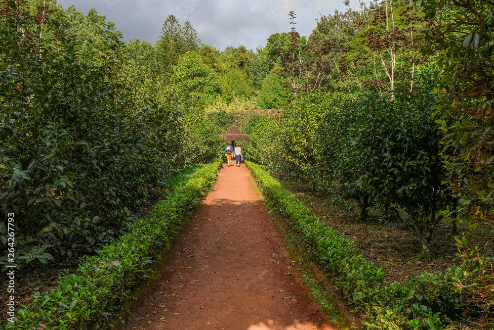 Path Way on Garden Parque Terra Nostra, Furnas, Sao Miguel Island, Azores, Portugal