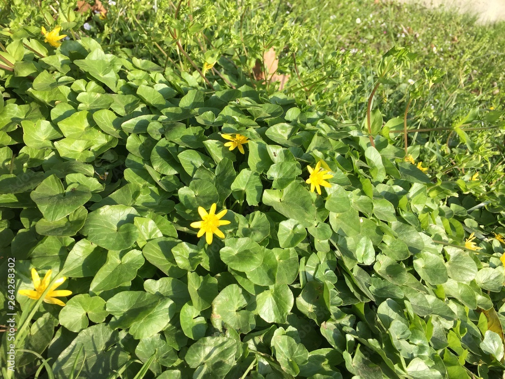 Fototapeta premium fiori di primavera