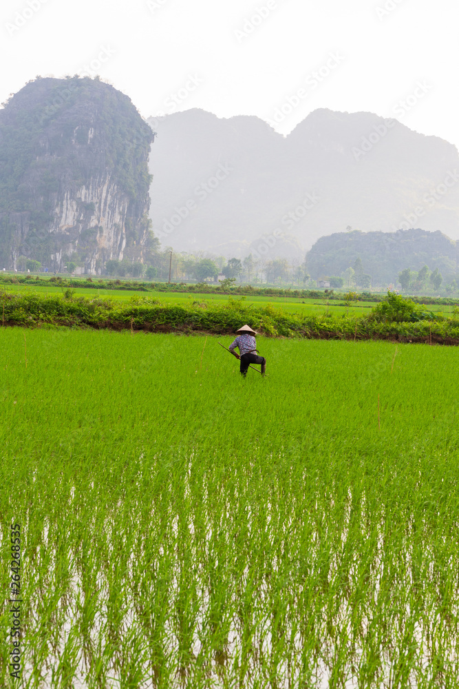 farmer working in the rice fields