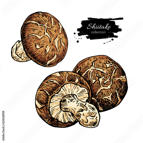 Shiitake mushroom hand drawn vector illustration set. Sketch food drawing 