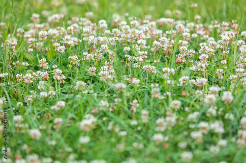 The field with the blossoming white clover