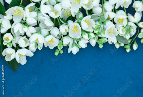 Spring flowers of a jasmine with green leaves on a blue background with the place for an inscription