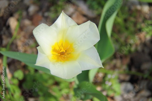 White tender tulip in the garden  top view 