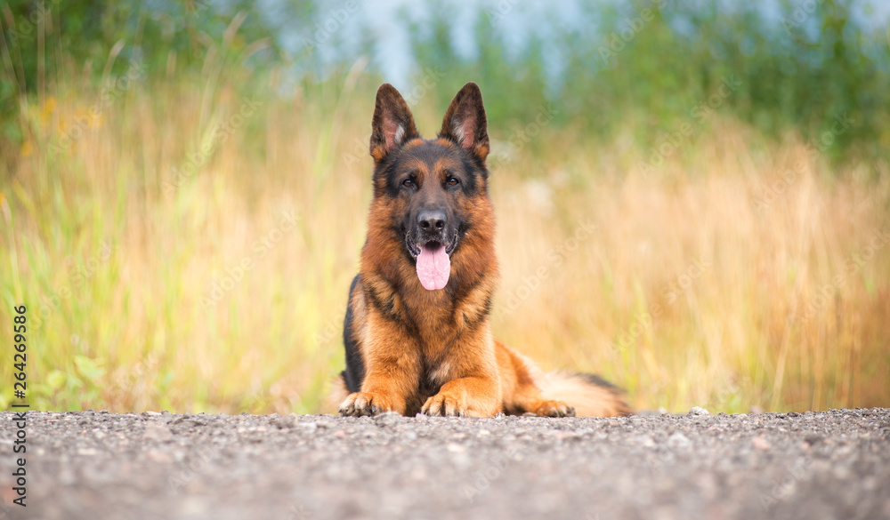 Dog breed German shepherd lies in the fall in the yellow grass Dog breed German shepherd lies in the fall in the yellow grass