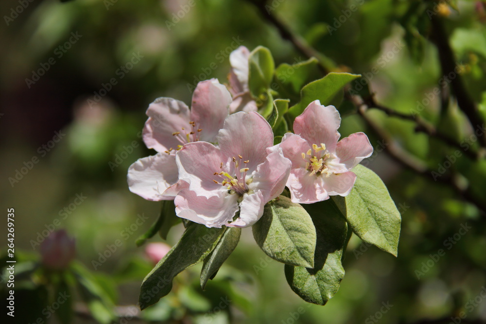 apple tree blooming, spring tree flowers 