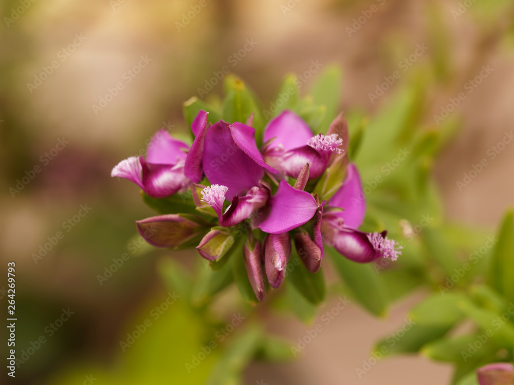 Myrtle-leaf milkwort 'Polygala myrtifolia' Myrtle-leaf milkwort 'Polygala myrtifolia'