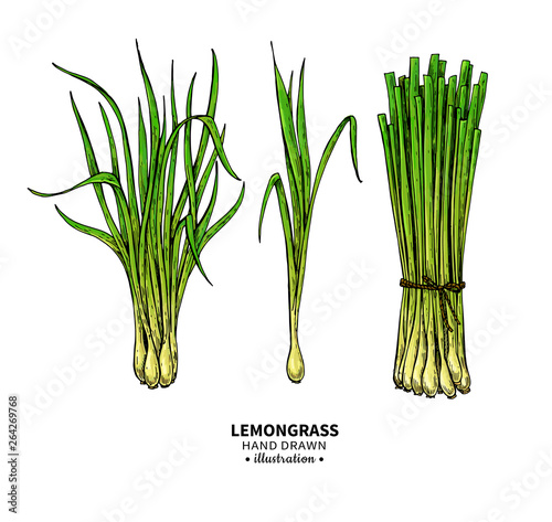 Lemongrass vector drawing set. Isolated illustration of leaves. Organic essential oil sketch.