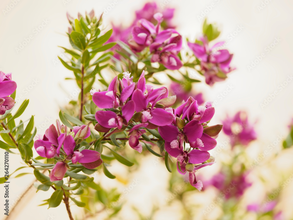 Obraz premium Mauve flowers of the small tree Myrtle-leaf milkwort 'Polygala myrtifolia'