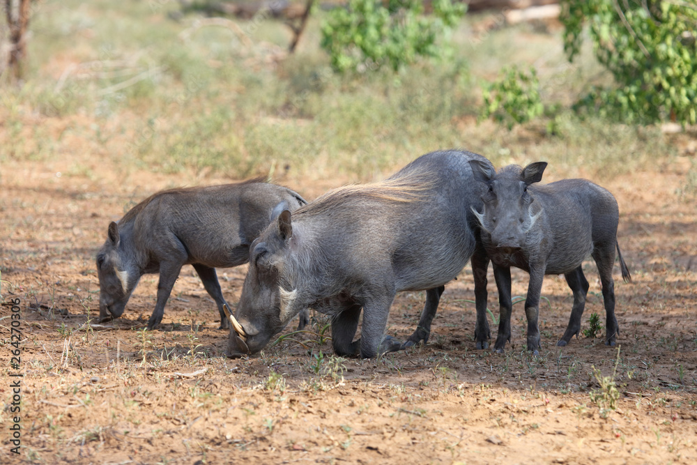 Warzenschwein / Warthog / Phacochoerus africanus... Warzenschwein / Warthog / Phacochoerus africanus...
