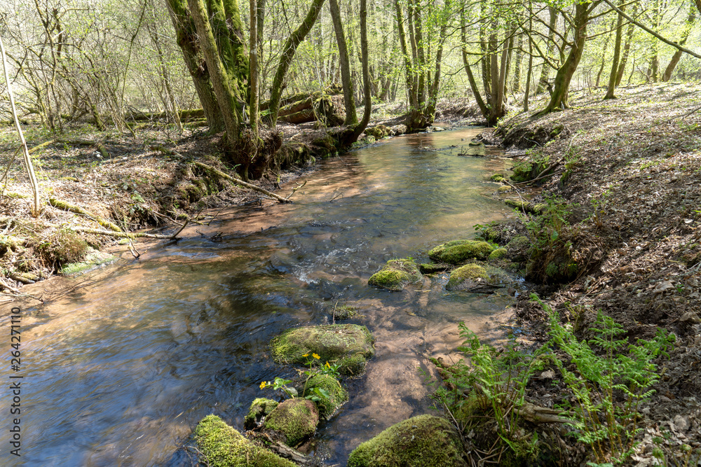 Pfalz/ Dahn / Wandern /Pfälzerwald / Deutschland Pfalz/ Dahn / Wandern /Pfälzerwald / Deutschland