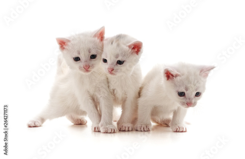 Three white cats. © voren1