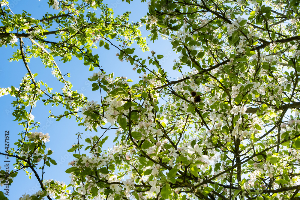 apple orchard in bloom in spring under the sun and blue sky apple orchard in bloom in spring under the sun and blue sky