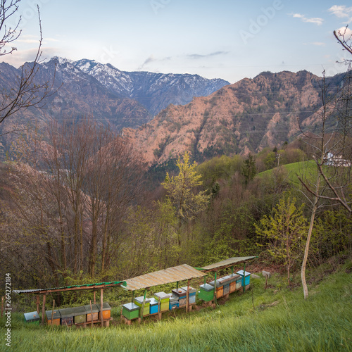 Bee hives on meadow in countryside of Italy,Bergamo(Seriana valley}The houses of the bees are placed on the green grass in the mountains. Private enterprise for beekeeping. Honey healthy food products