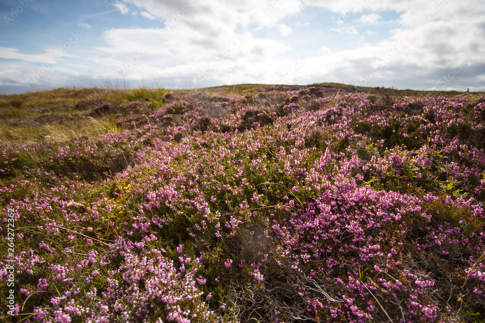 Heather Moorland Heather Moorland