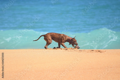 A dog with a coconut on the Bluff beach, Bocas del Toro islands, Panama