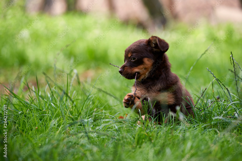 a small, cute little dog playing on the grass a small, cute little dog playing on the grass