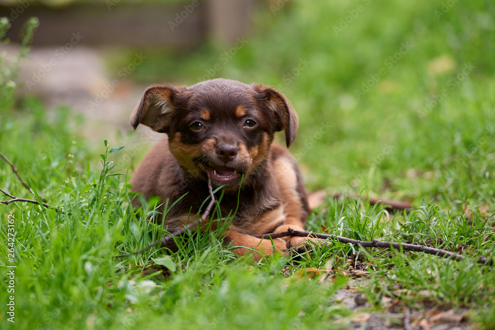 a small, cute little dog playing on the grass a small, cute little dog playing on the grass
