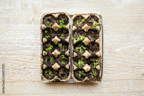 Small plats growing in carton chicken egg box in black soil. Break off the biodegradable paper cup and plant in soil outdoors. Reuse concept. photo