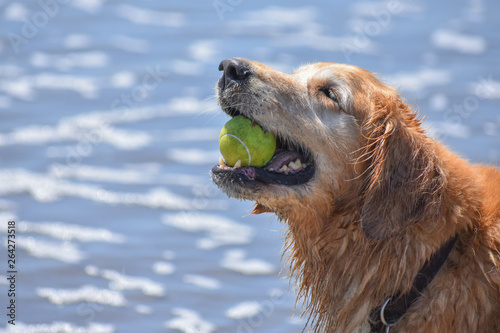 Canvastavla Closeup portrait of a happy senior Golden Retriever holding a tennis ball in his mouth with a background of an ocean tide over a sandy beach
