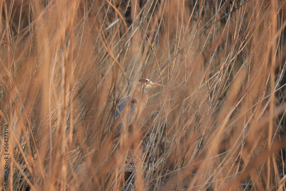 Obraz premium heron3