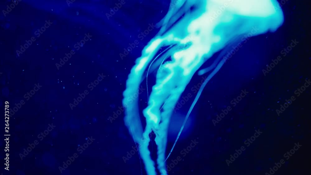 Authentic shot of a jellyfish free swimming in crystal clear water aquarium. Authentic shot of a jellyfish free swimming in crystal clear water aquarium.