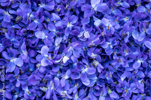 Flower Background - macro image of spring violet flowers photo