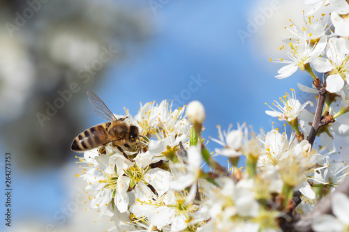 Honey bee collecting pollen from flowers. Spring nature. Bee collects nectar from the white flowers.