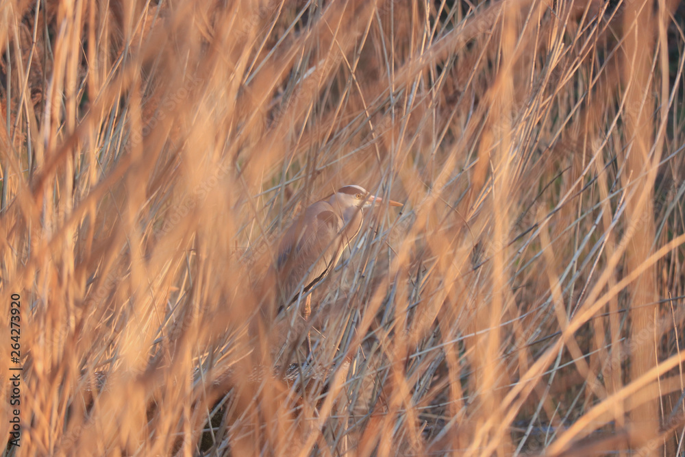 Fototapeta premium heron2