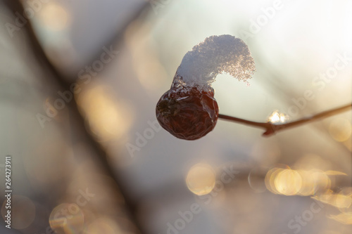 Winter landscape and snow on a wild rose bush. Ice forest. The dog roses, the Canina section of the genus Rosa. Subtle swirly bokeh in the background.
