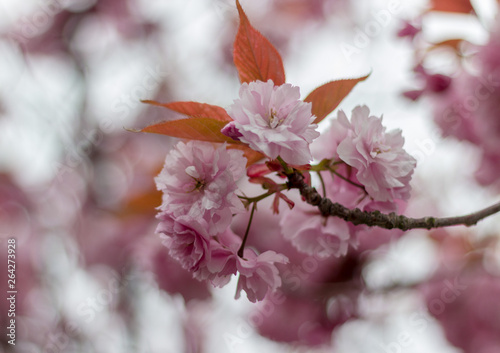 Close-up Pink Blossom