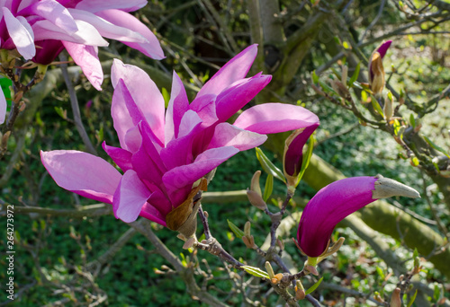Pink Magnolia 