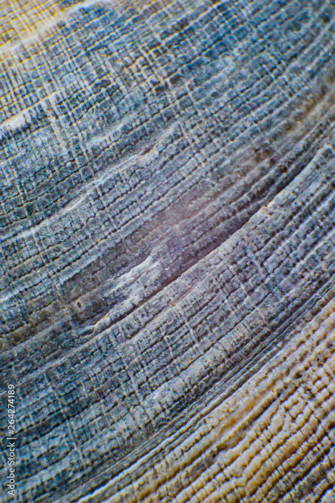 Fototapeta premium Shell texture background