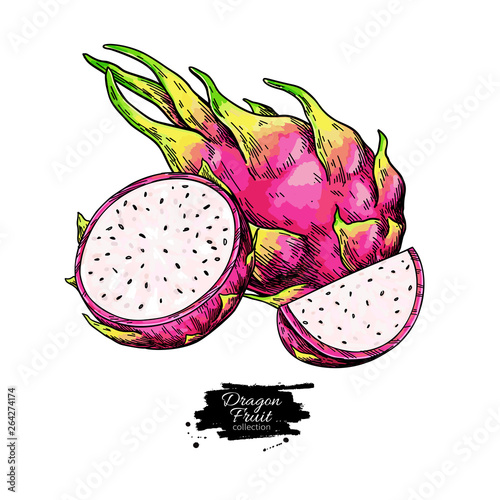 Dragon fruit vector drawing. Hand drawn tropical food illustration. Pink summer dragonfruit.
