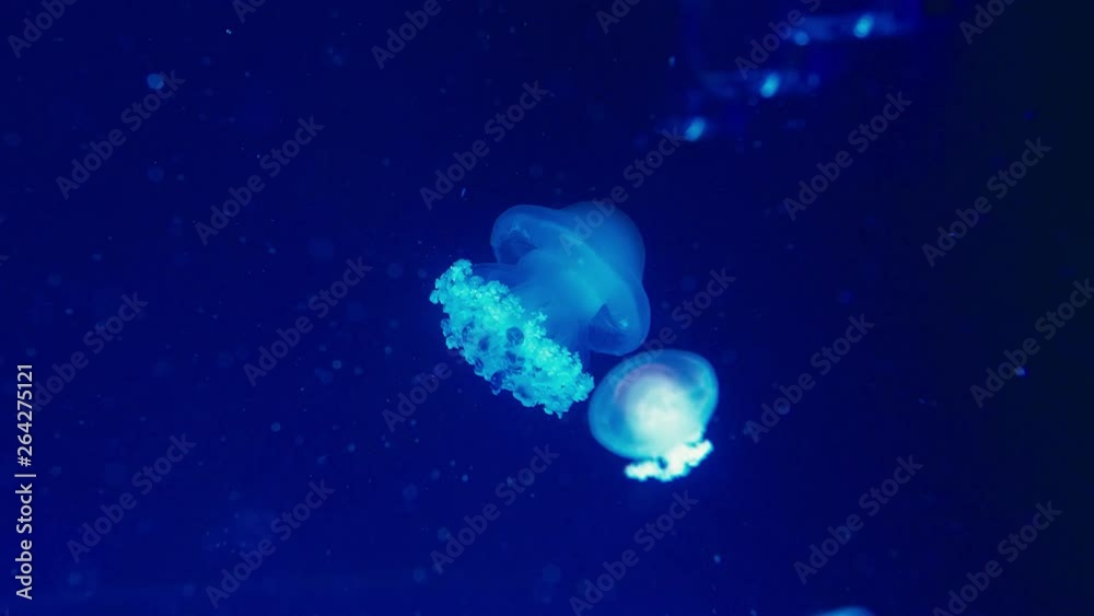 Authentic shot of a jellyfish free swimming in crystal clear water aquarium. Authentic shot of a jellyfish free swimming in crystal clear water aquarium.