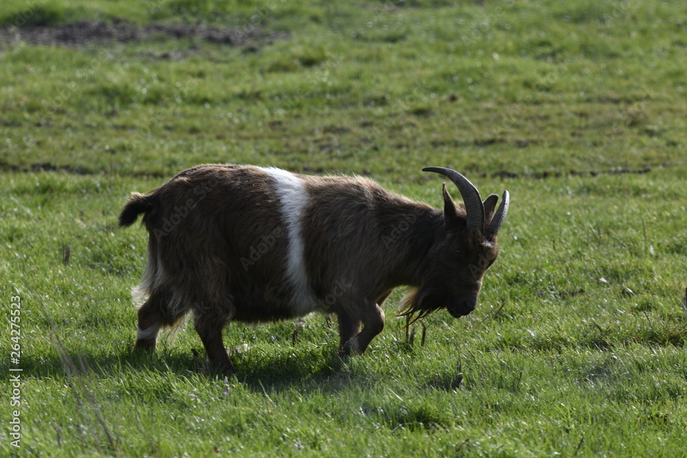 Fototapeta premium goat on a meadow