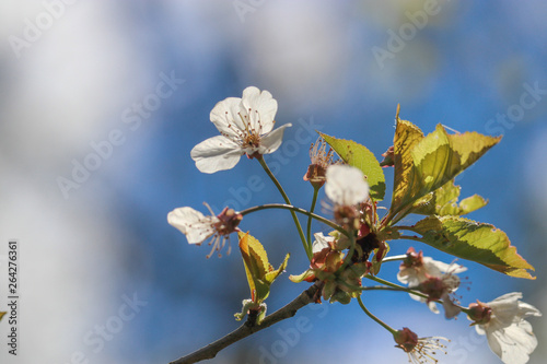 printemps