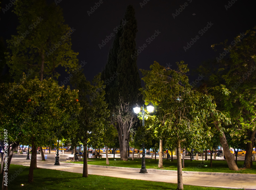 Fototapeta premium trees in the park at night