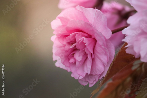 fleur