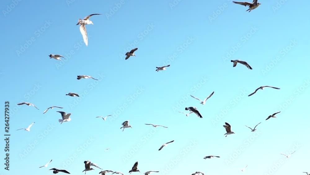flock of birds on blue sky