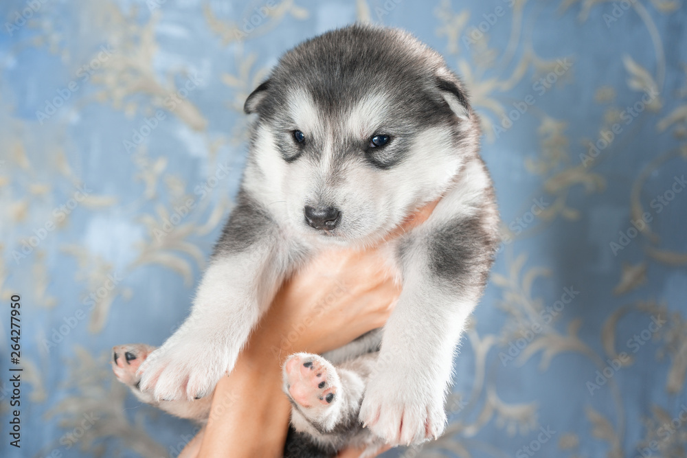 Obraz premium Cute puppy on blue background