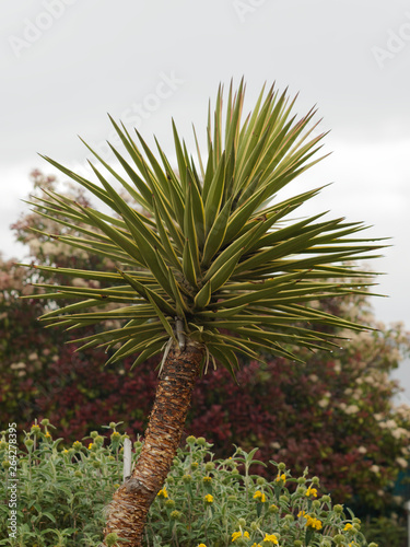 Aloe yucca or Spanish bayonet  Yucca aloifolia 
