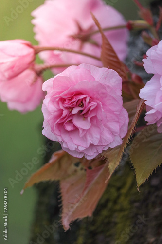 fleur rose