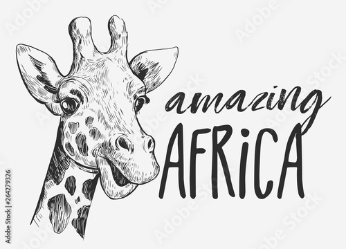 Giraffe sketch. Hand drawn illustration converted to vector