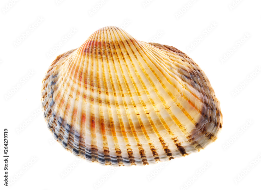 shell isolated on white background, selective focus shell isolated on white background, selective focus