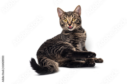 Cat on white background