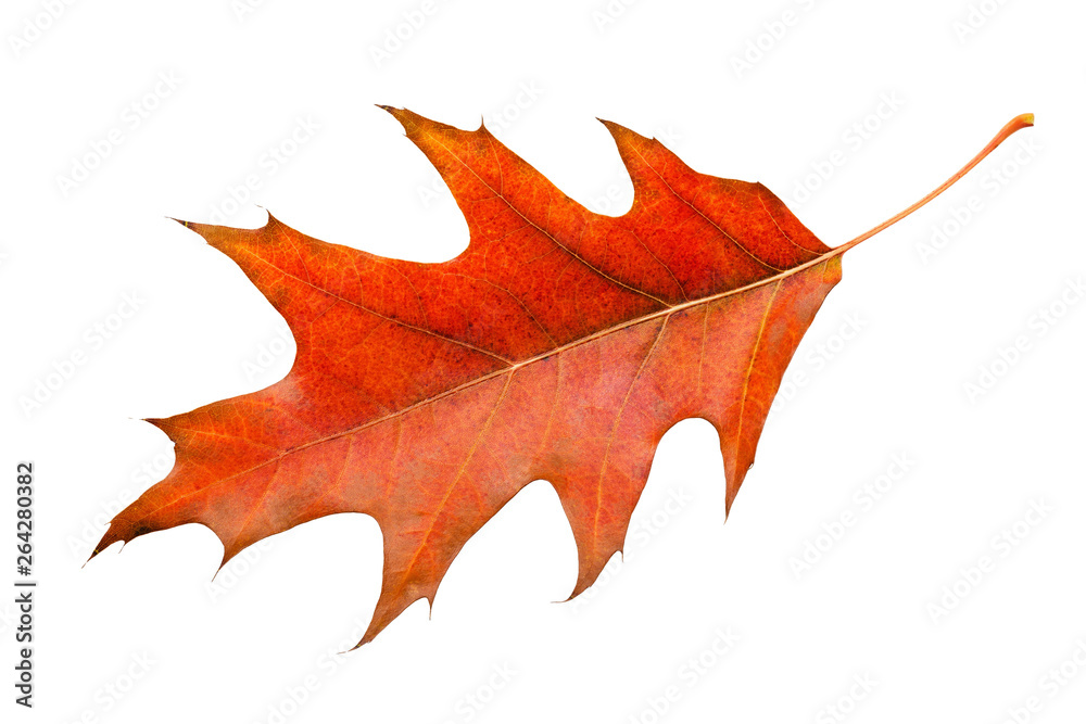 Fototapeta premium Maple leaf in warm autumn colors. Isolated on white background